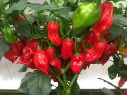 Thumbnail: Tasmanian Habanero Pepper Seeds 300,000-500,000 Scoville SHU