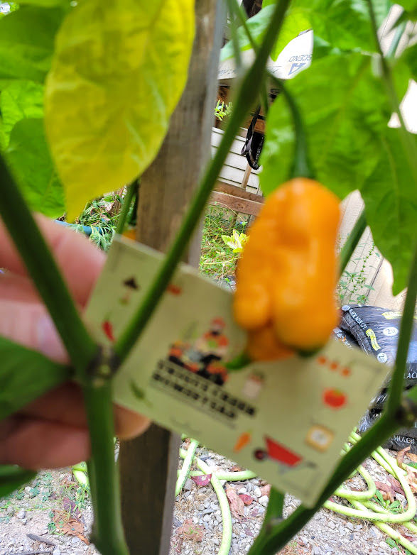 Thumbnail: VIPER FANGS Pepper Seeds Super Hot Peach Fatalii x Reaper F1 Cross