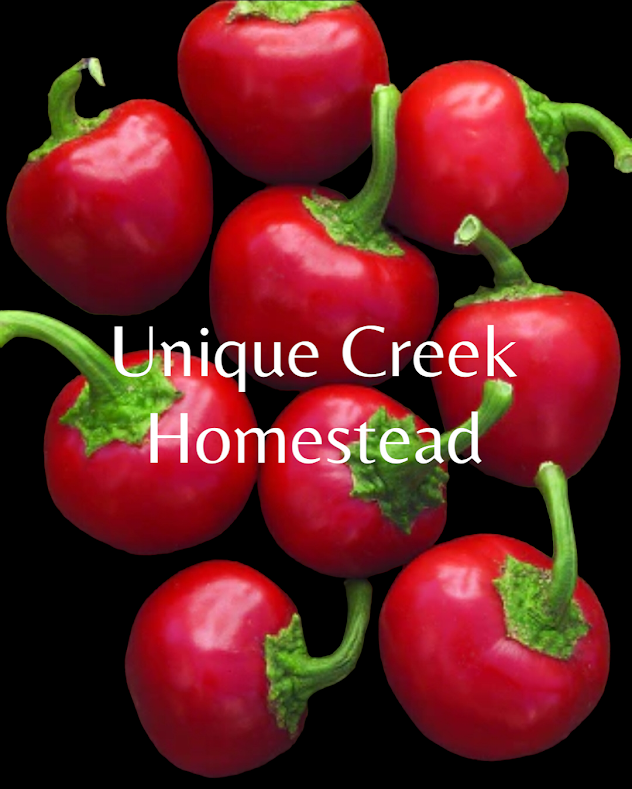 Thumbnail: Calabrian Tondo Round Pepper Seeds 20,000+ Scoville SHU Cal Tondo