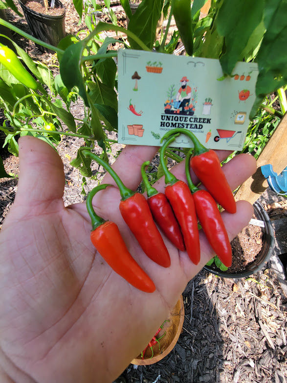 Thumbnail: SERRANO Tampiqueno Pepper Seeds 10,000+ Scoville