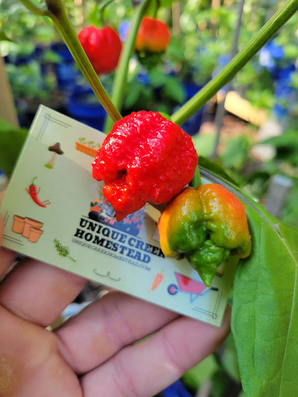 Thumbnail: Trinidad Moruga Scorpion SUPER Hot Pepper Organic Seeds