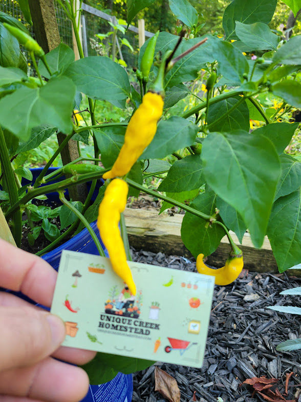 Thumbnail: Aji Pineapple Pepper Seeds 30,000-50,000 Scoville SHU Peru