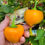Thumbnail: LESYA Orange Sweet Pepper Seeds Organic Unique Creek Homestead