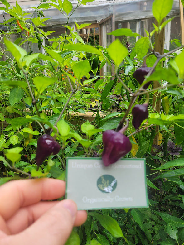 Thumbnail: Purple UFO HOT Chili Pepper Seeds Organic Unique Creek Homestead