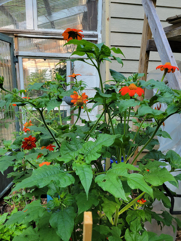 Thumbnail: MEXICAN SUNFLOWER Seeds Organic At Unique Creek Homestead