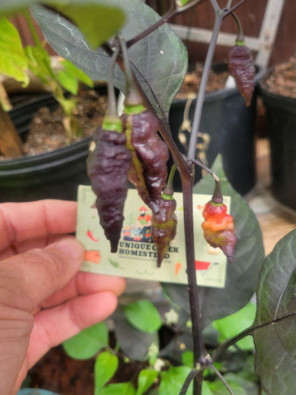 Thumbnail: Black NAGA TWISTER Pepper Seeds SUPER HOT 1,000,000+ Scoville