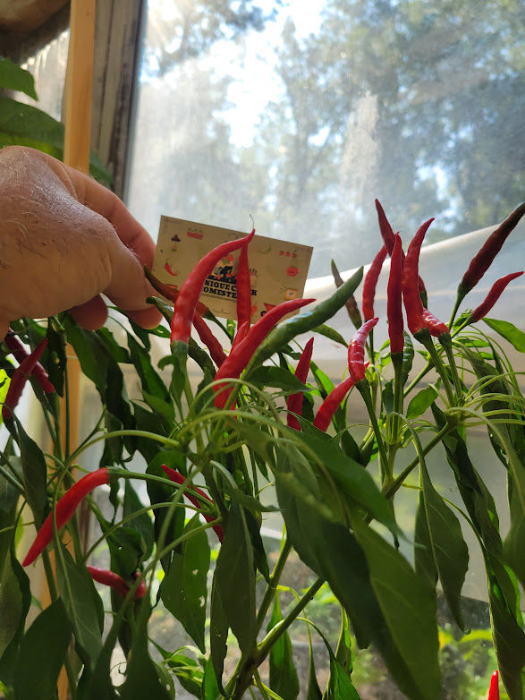 Thumbnail: Takanotsume HAWKS CLAW Pepper Seeds HOT Chili  50,000+ Scoville