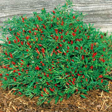 Thumbnail: Thai HOT Ornamental Chili Pepper Organic Seeds