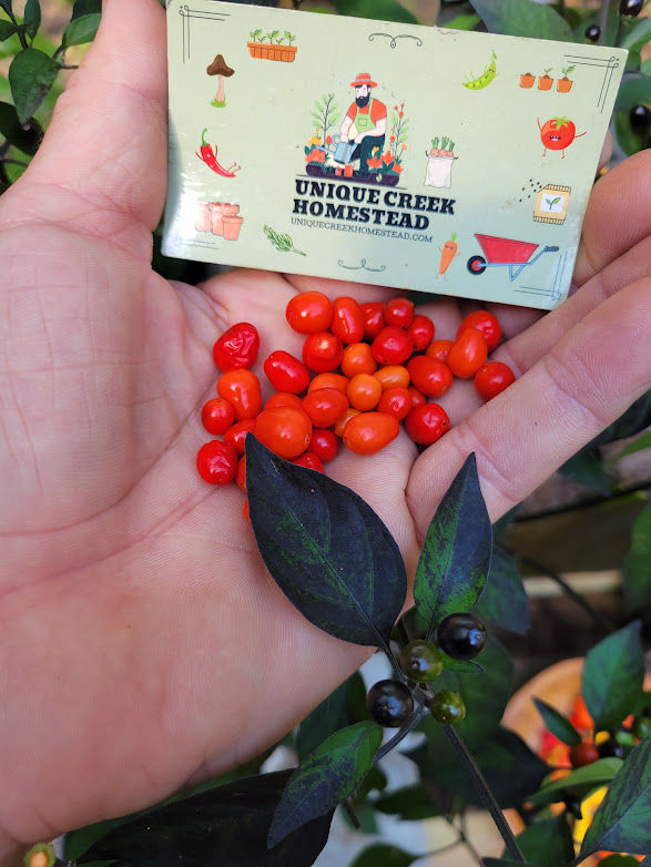 Thumbnail: Texas Rice Purple Pepper Seeds HOT Chili 40,000+ Scoville