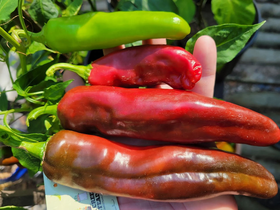 Thumbnail: NuMex BIG JIM Sweet Mild Pepper Seeds Organic Unique Creek Homestead