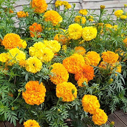 Thumbnail: African Marigold Seeds Crackerjack Mix Grown Organic Unique Creek Homestead