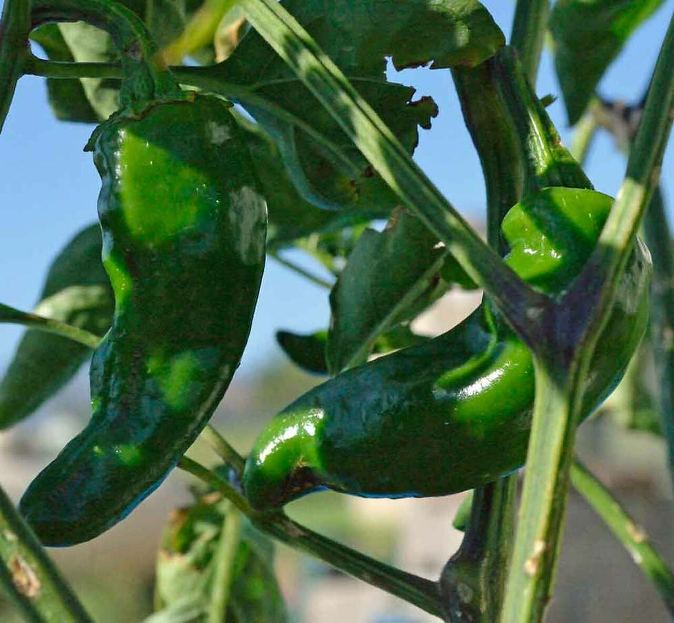 Thumbnail: Basque Espelette Pepper Seeds French Chili Great Flavor