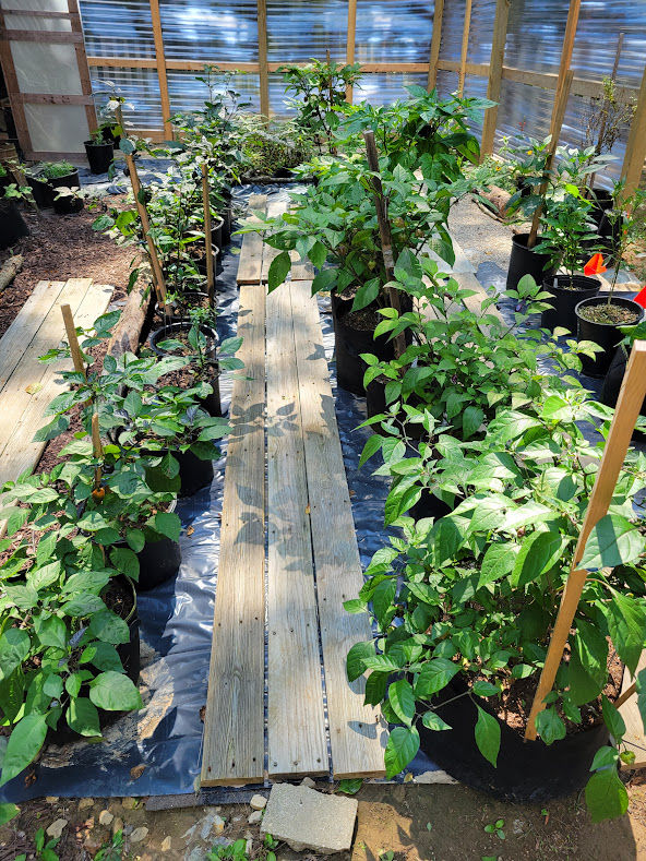 Thumbnail: Dreamcatcher x Farmers Market Jalapeno Pepper Seeds Chili 5,000-10,000 Scoville