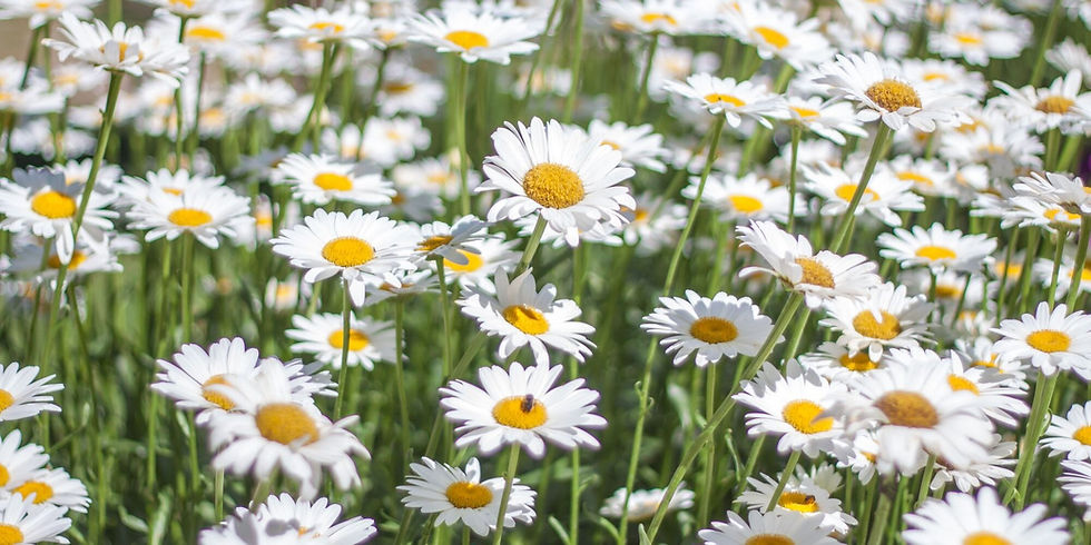 Thumbnail: Alaska Shasta Daisy Leucanthemum superbum Organically Grown