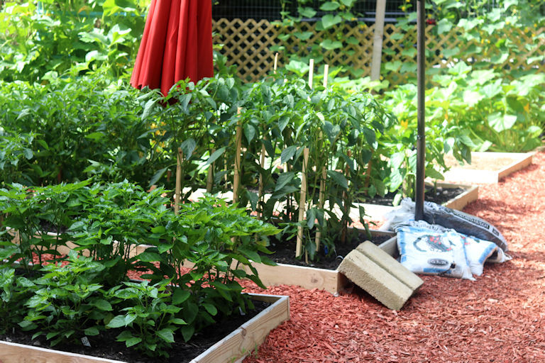 Thumbnail: Greek Golden Tuscan Pepperoncini Hot Pepper Organic Seeds