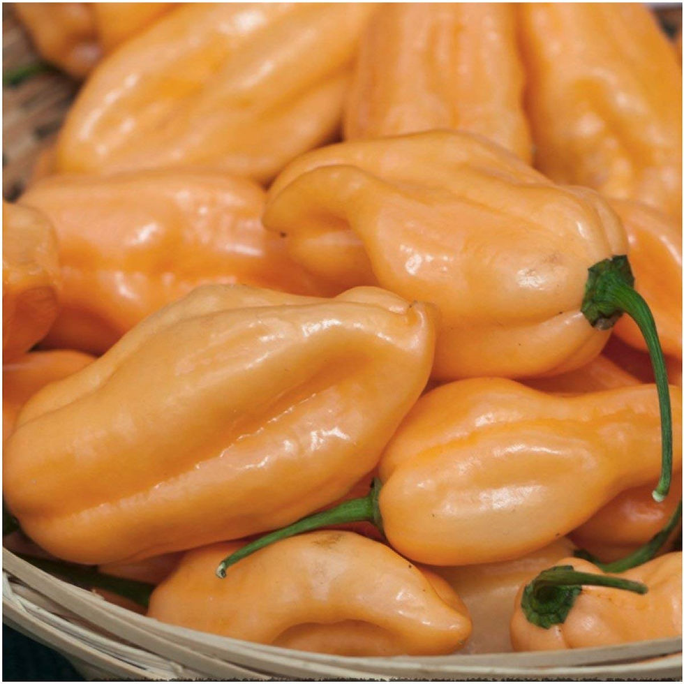 Thumbnail: Habanero Peach Pepper Seeds 100,000-350,000 Scoville SHU
