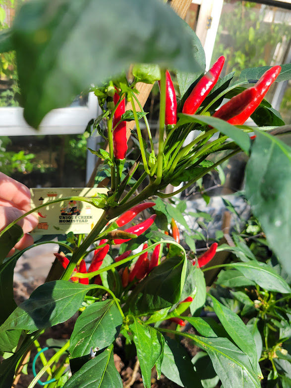 Thumbnail: CHAOTIAN Hot Pepper Seeds Chao Tian Jiao 10,000-50,000 Scoville