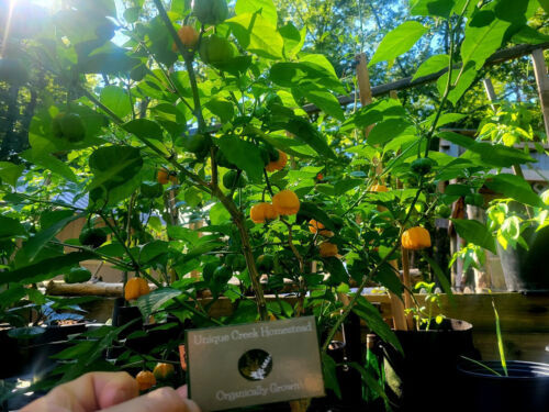 Thumbnail: Yellow Carolina Reaper Pepper Seeds 2+ Million Scoville