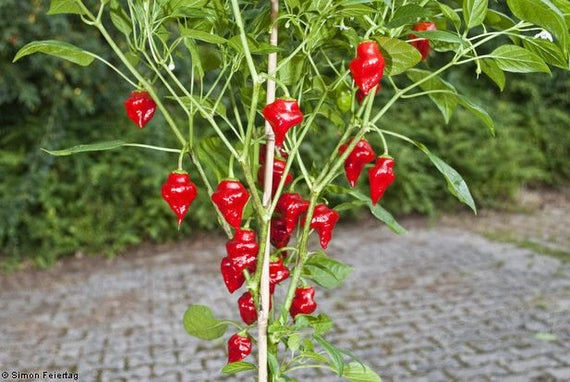 Thumbnail: Tasmanian Habanero Pepper Seeds 300,000-500,000 Scoville SHU