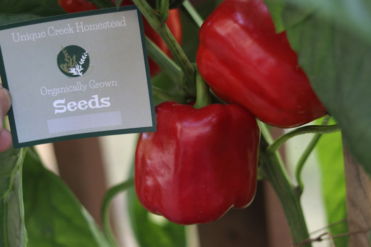 Thumbnail: Organic RED Bell Pepper Seeds