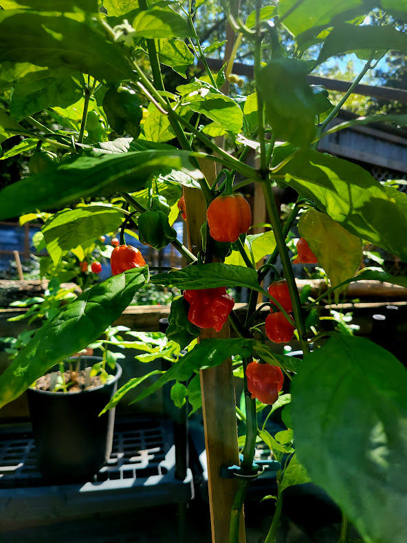 Thumbnail: Dragons Breath SUPER HOT Pepper Seeds World's Hottest Chili ??