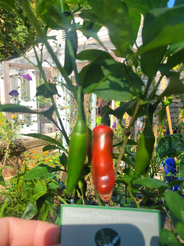Thumbnail: SERRANO Pepper Seeds Organically Grown Unique Creek Homestead Certified Wildlife