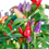 Thumbnail: Firecracker Pepper Seeds Ornamental Edible 30,000-45,000 Scoville SHU