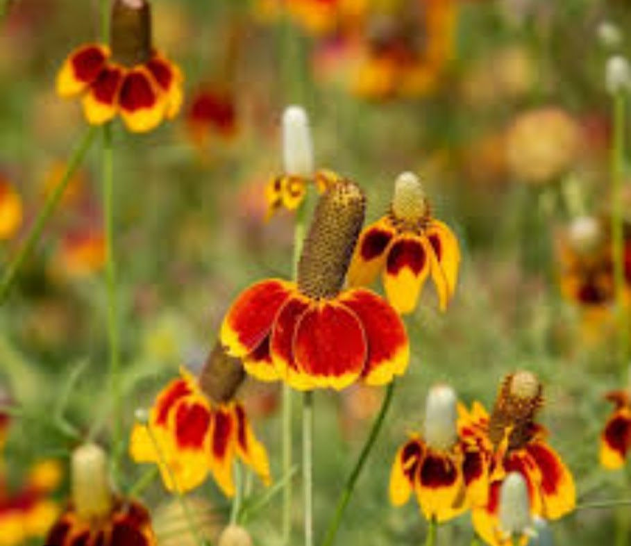 Thumbnail: Red MEXICAN HAT 100 SEEDS Flower PERENNIAL Rare DROUGHT TOLERANT DEER RESIST