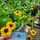Thumbnail: Black Eyed Susan Flower Seeds Rudbeckia MIXED Organic Naturally Grown