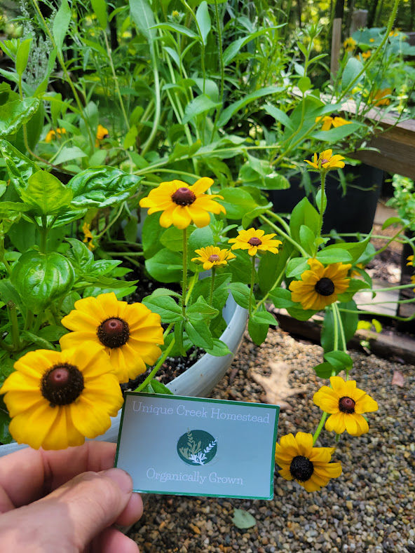 Thumbnail: Black Eyed Susan Flower Seeds Rudbeckia MIXED Organic Naturally Grown