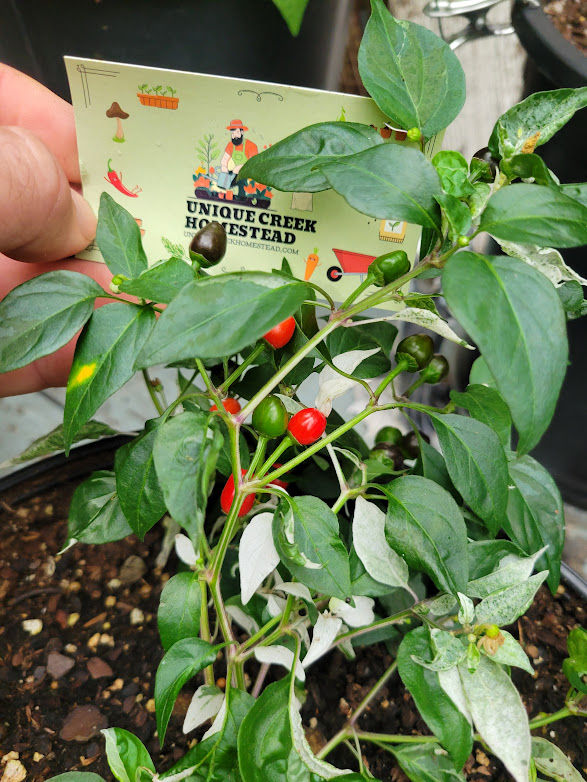 Thumbnail: Variegated Texas Rice Purple Pepper Seeds HOT Chili 40,000+ Scoville F2 Cross