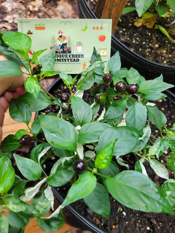 Thumbnail: Variegated Texas Rice Purple Pepper Seeds HOT Chili 40,000+ Scoville F2 Cross