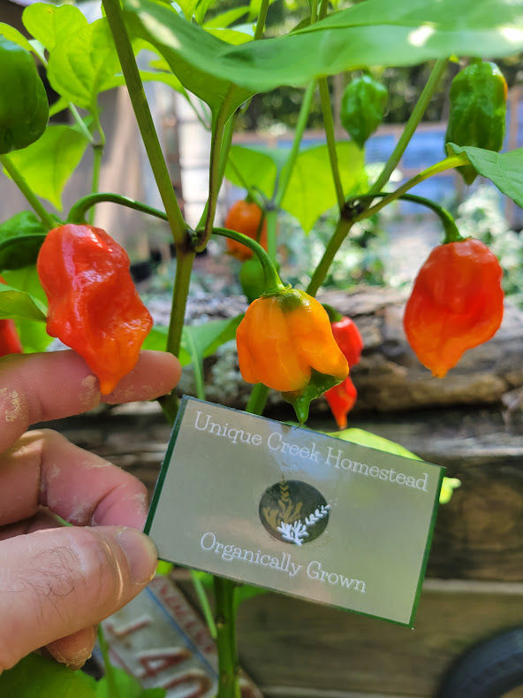 Thumbnail: Apocalyptic Scorpion SUPER Hot Pepper Organic Seeds