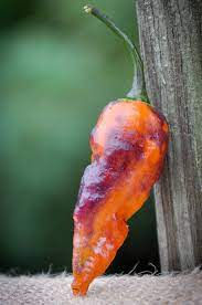 Thumbnail: Black Panther Orange SUPER HOT Pepper Seeds 1,100,000 Scoville SHU