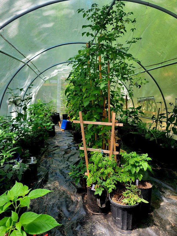 Thumbnail: Biquinho Mildly WHITE Pepper Seeds Organic Unique Creek Homestead