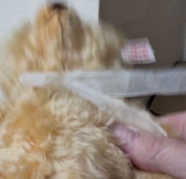 Thumbnail: Steiff 2014 QVC Teddy Bear - 664243