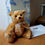 Thumbnail: Steiff 2014 QVC Teddy Bear - 664243