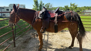 Leadership lessons from Ginger the Mule
