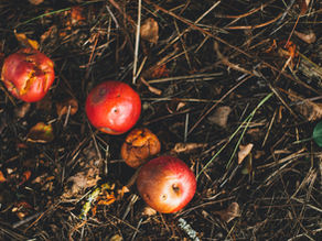 Ripe apples scattered on garden soil, showing natural composting and food waste recycling.