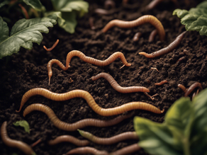 A macro look at worm castings the secret to building nutrient rich soil and thriving plants.