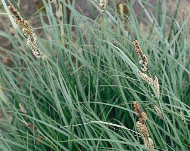 Thumbnail: Carex panicea Blue Carnation grass