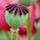 Thumbnail: Papaver orientale 'Marlene'