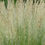 Thumbnail: Calamagrostis × acutiflora 'Waldenbuch'