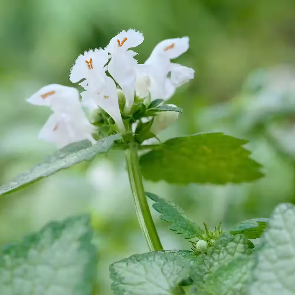 Lamium maculatum 'White Nancy' , spreading perennial with white flowers