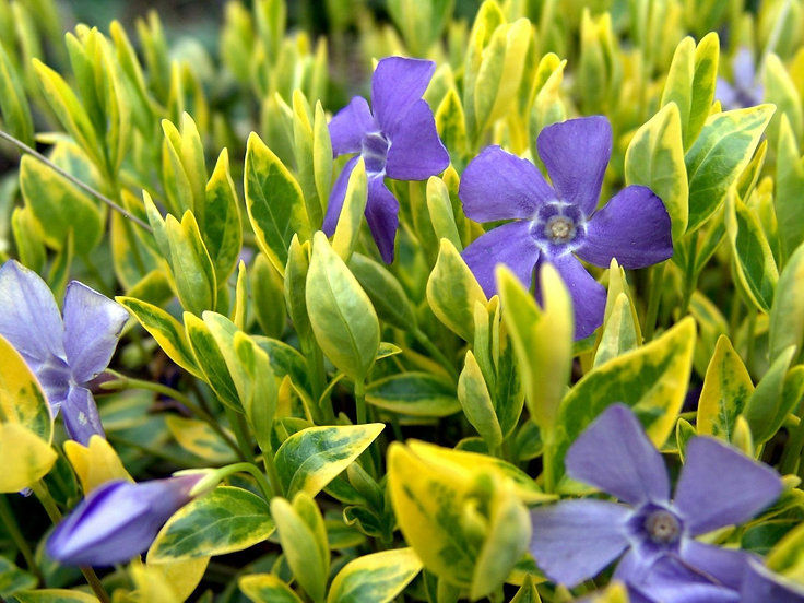 Thumbnail: Vinca collection : our choice of  3 different varieties