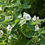 Thumbnail: Althea officinalis   Marsh Mallow  tall with lilac pink flowers