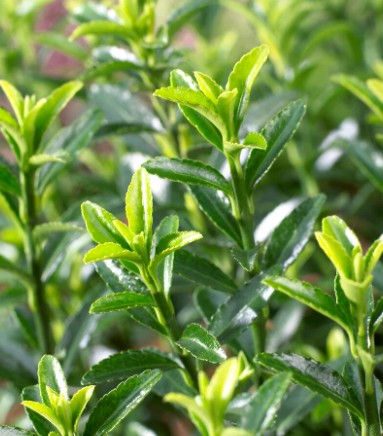 Euonymus japonicus 'Microphyllus' -9cm pot