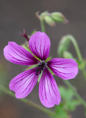 Geranium crug purple -9cm pot
