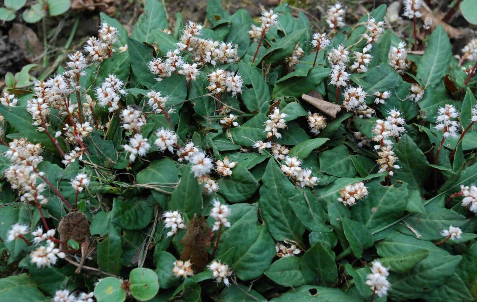Persicaria tenuicaulis   low groundcover with spikes of white flowers