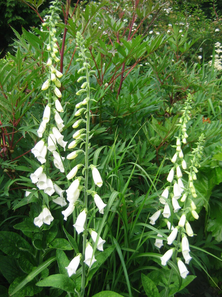 Digitalis purpurea 'Alba'  Whiteflowered Foxglove , spring summer